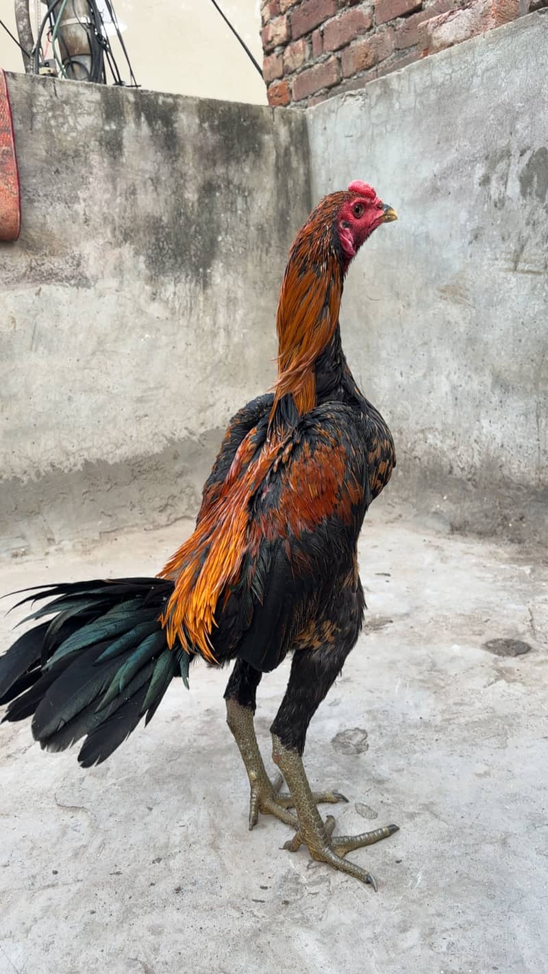 Panas pakoye patha 2