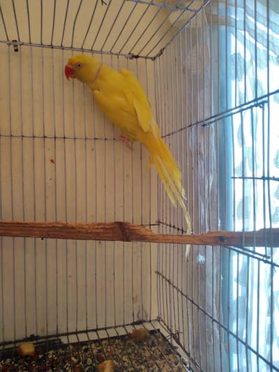 Yellow breeder male