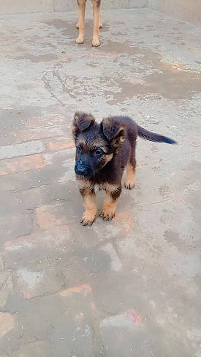 German Shepherd Male Puppy for Sale – Healthy & Active
