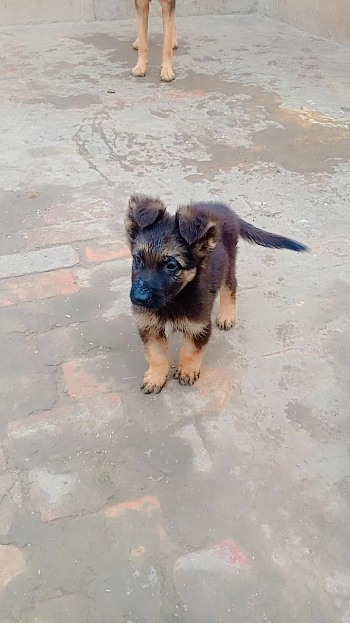German Shepherd Male Puppy for Sale – Healthy & Active