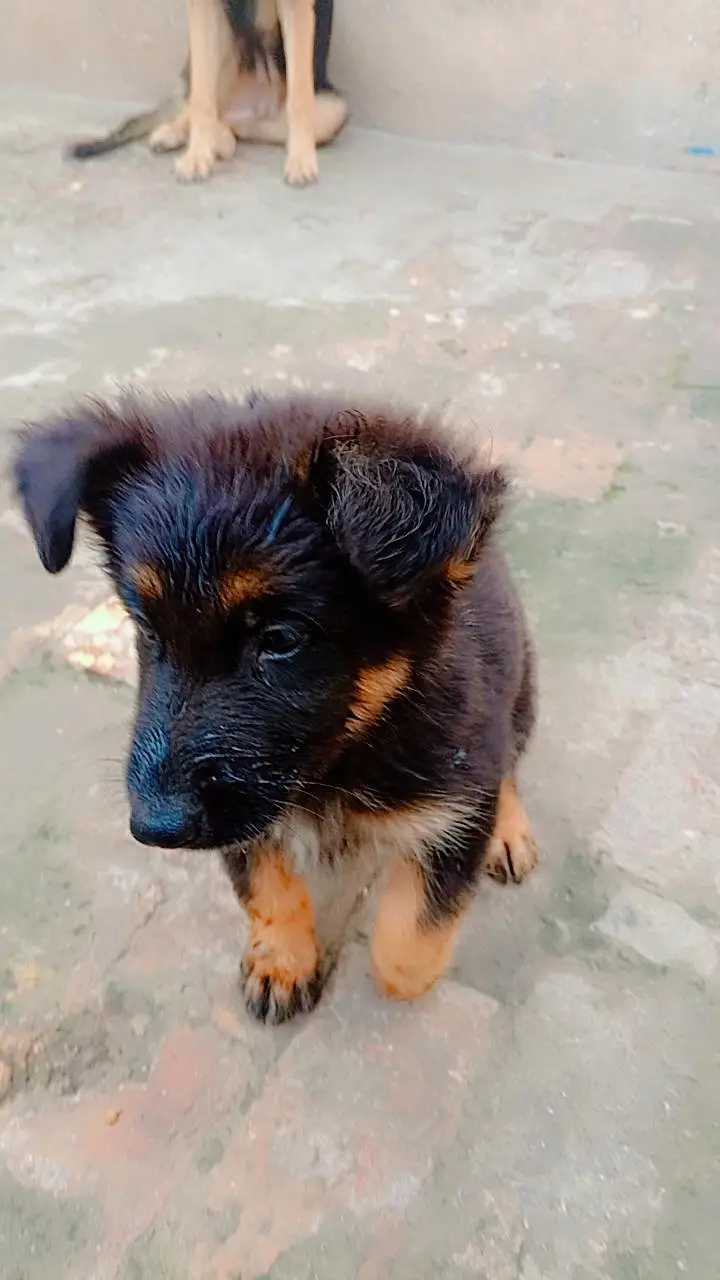 German Shepherd Male Puppy for Sale – Healthy & Active — photo 2