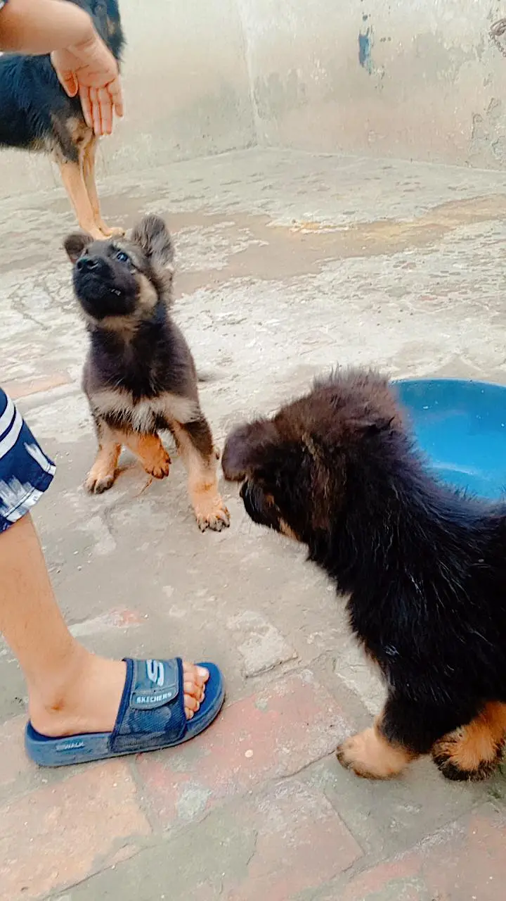 German Shepherd Male Puppy for Sale – Healthy & Active — photo 3