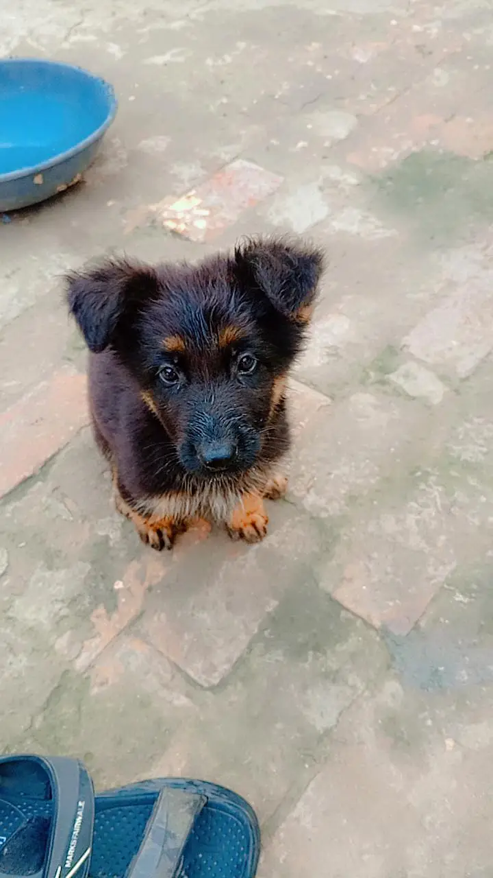 German Shepherd Male Puppy for Sale – Healthy & Active — photo 4
