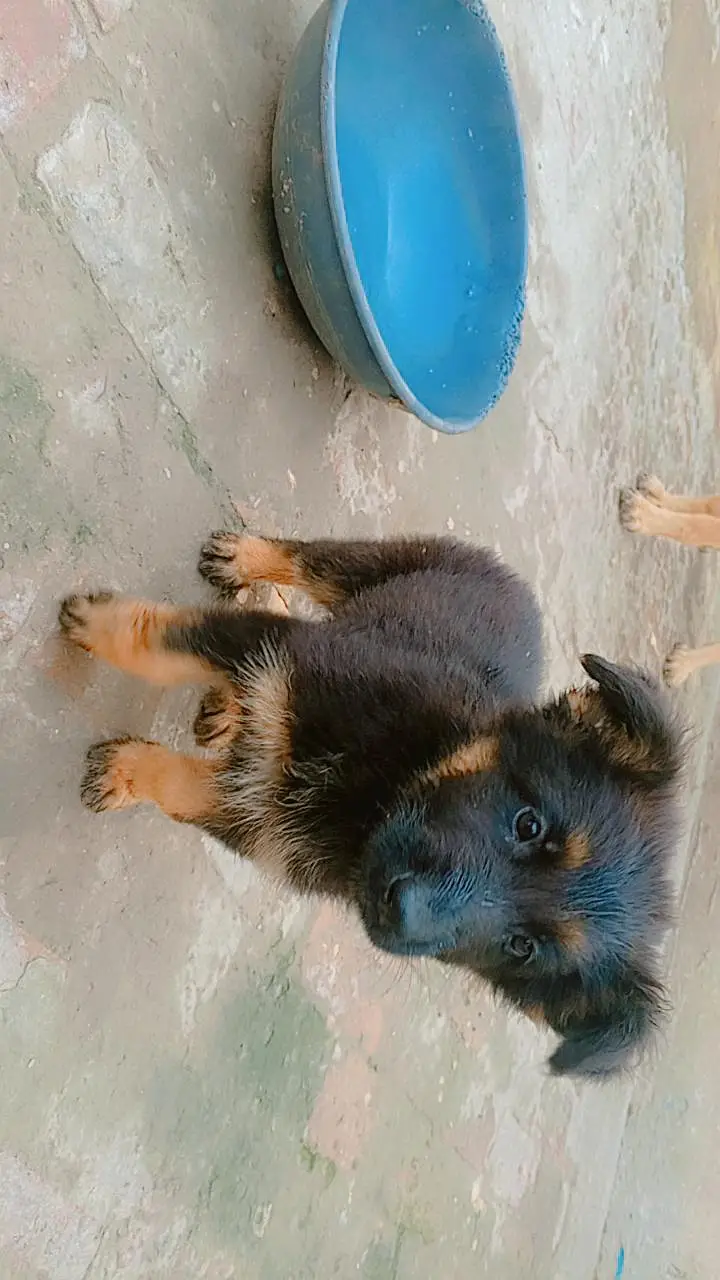 German Shepherd Male Puppy for Sale – Healthy & Active — photo 5