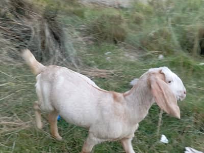 goat sale
