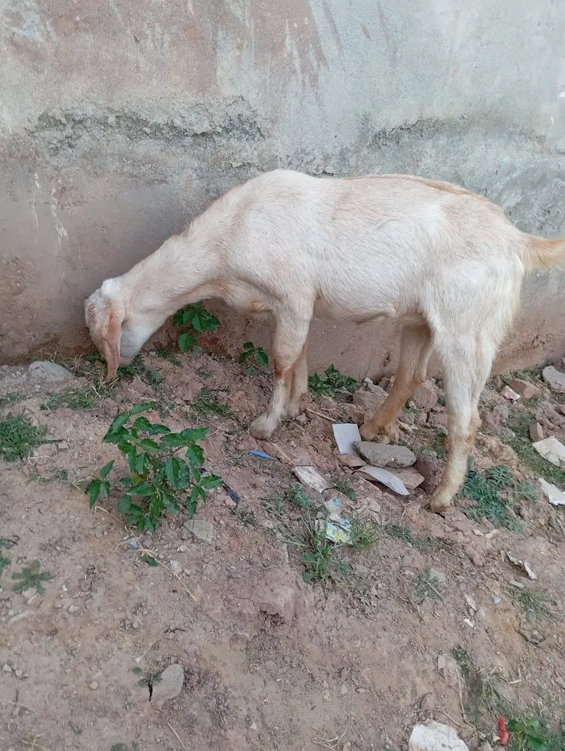 goat sale — photo 2