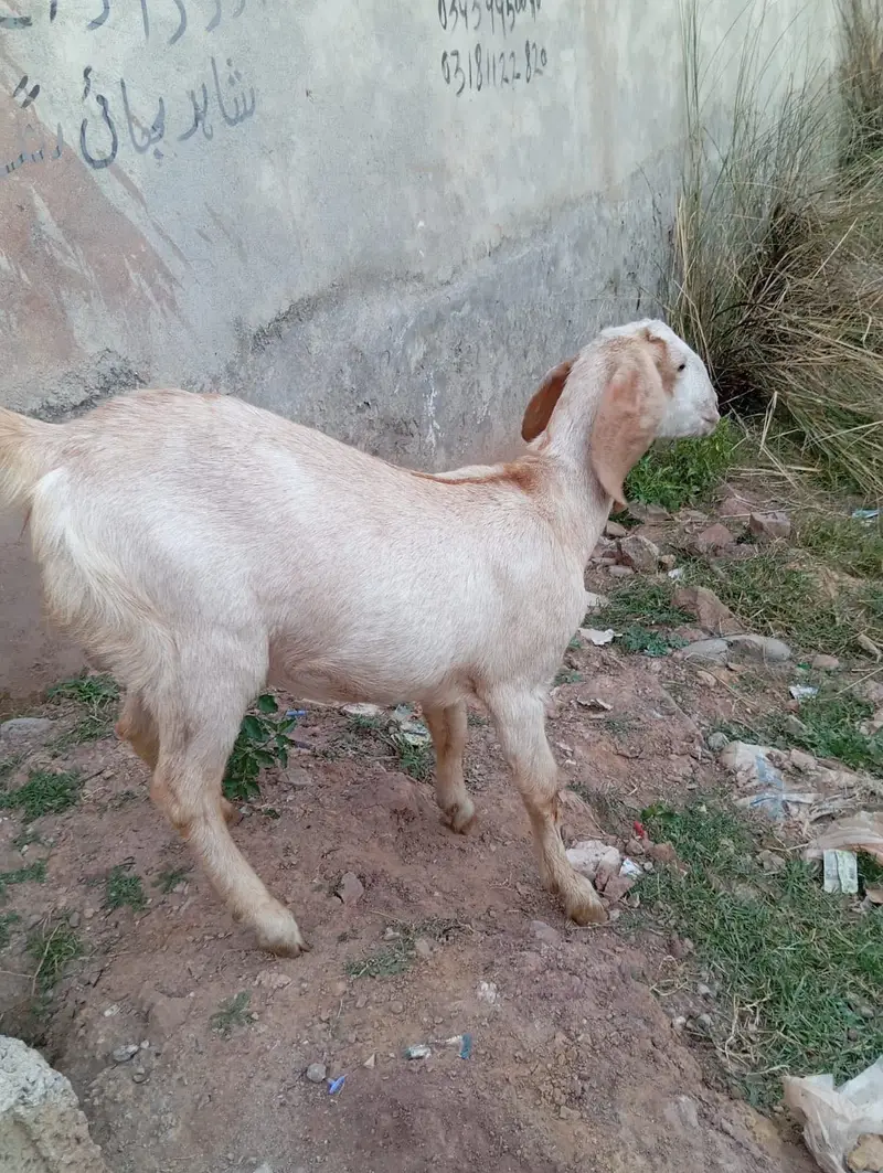 goat sale — photo 3