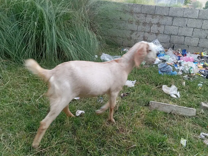 goat sale — photo 4