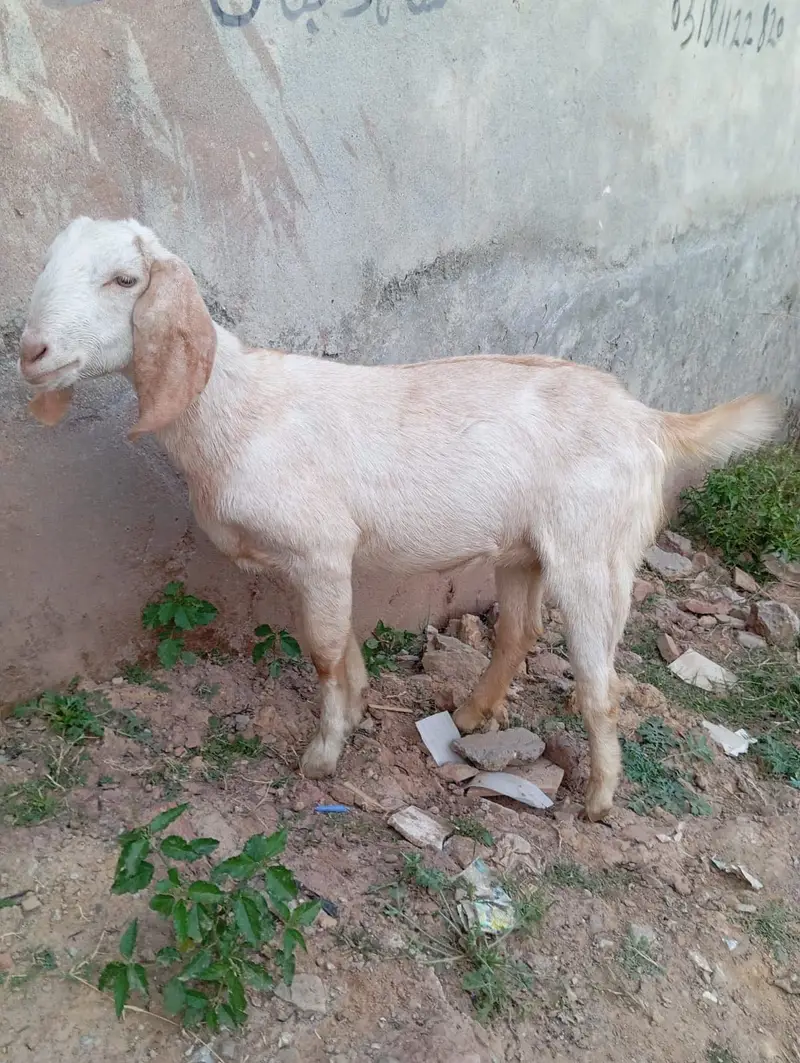 goat sale — photo 5