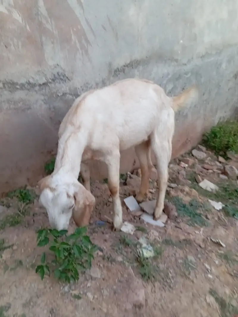goat sale — photo 6