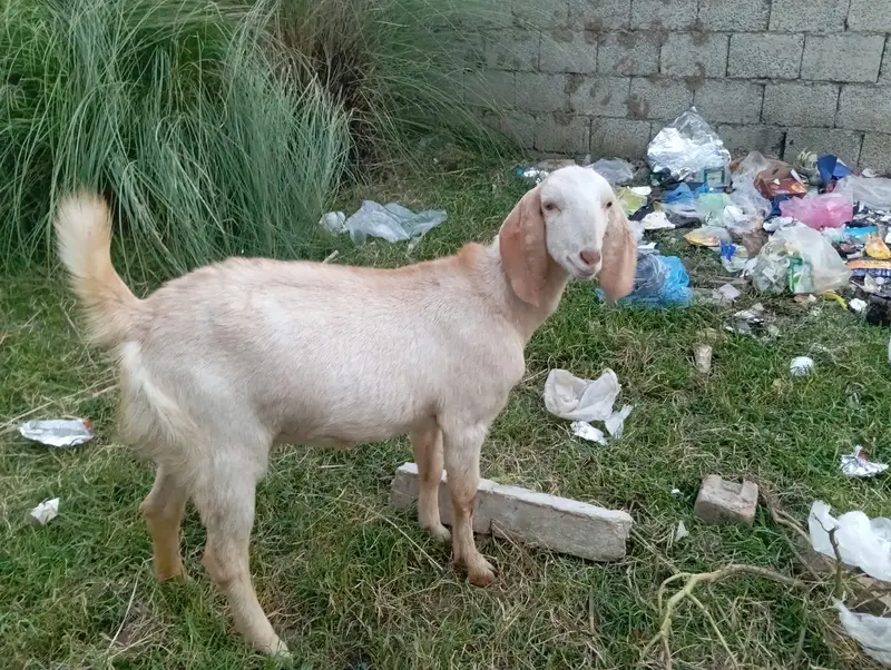 goat sale — photo 7