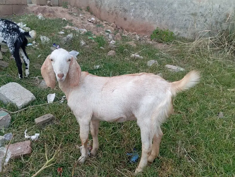 goat sale — photo 8