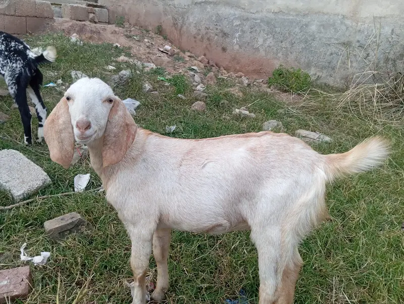 goat sale — photo 9