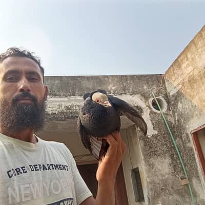 beautiful piegeon ready to fly soon head white with jhallar