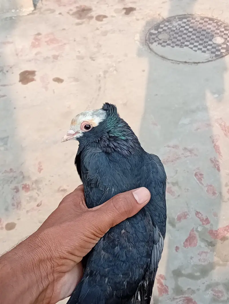 beautiful piegeon ready to fly soon head white with jhallar — photo 6