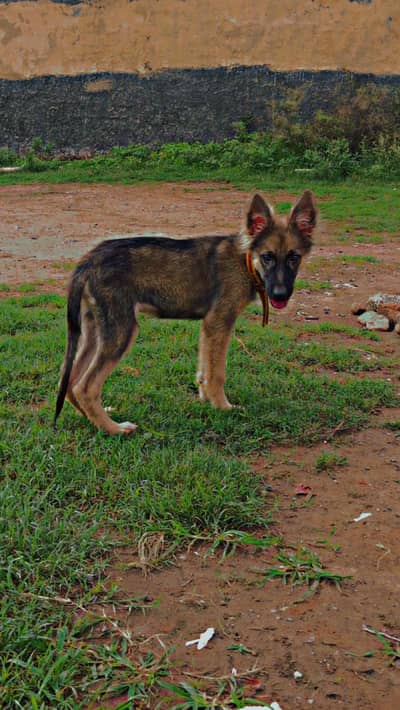 German shepherd