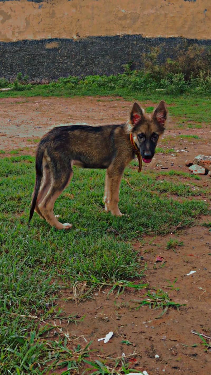 German shepherd 0