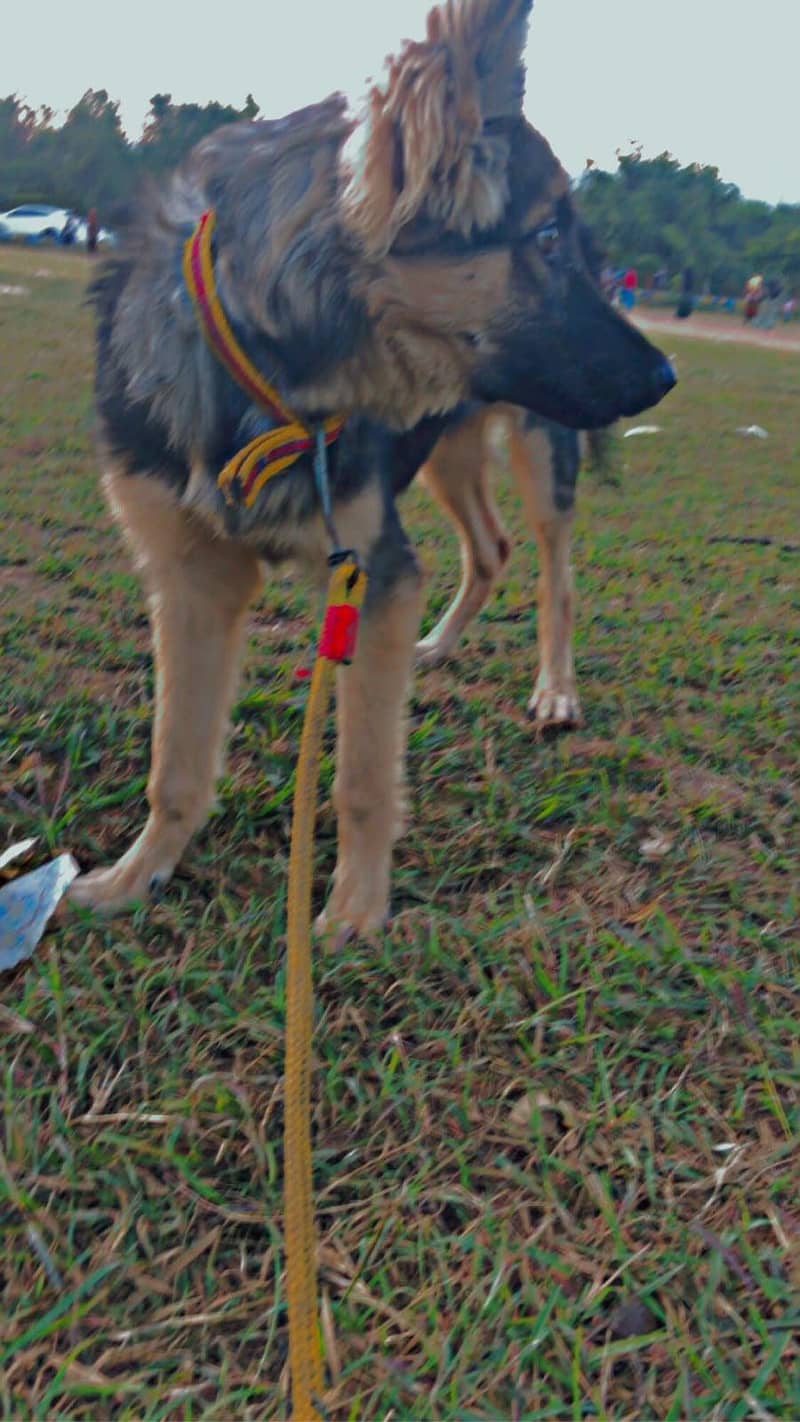German shepherd 1