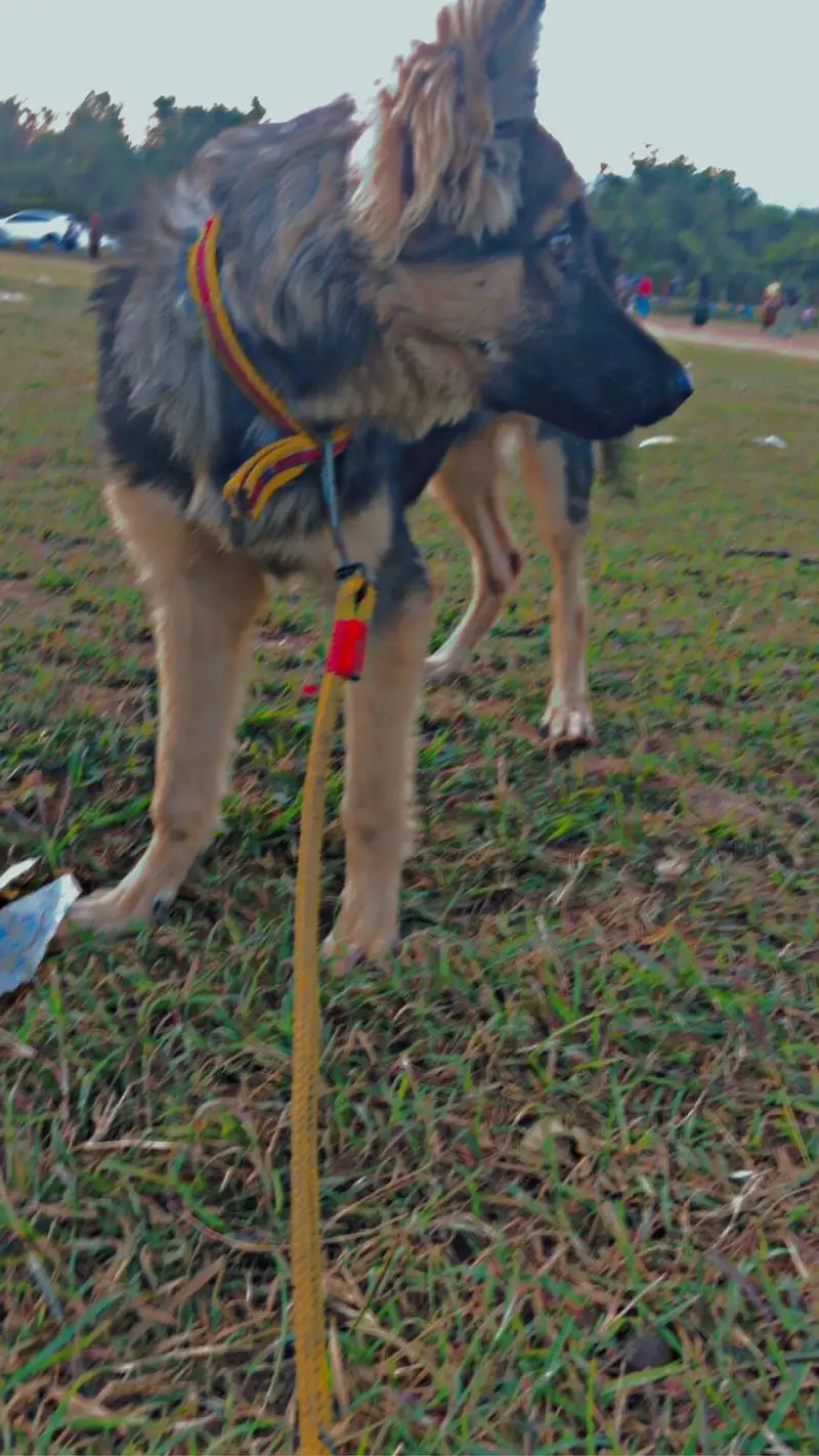 German shepherd — photo 2