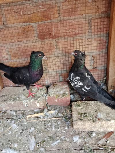 black cheera breeder pair