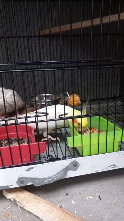 Cockatiel Male Female Pair + Cute Chicks Available | White & Pied