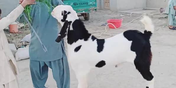 Bakra for sale call me""03230718297