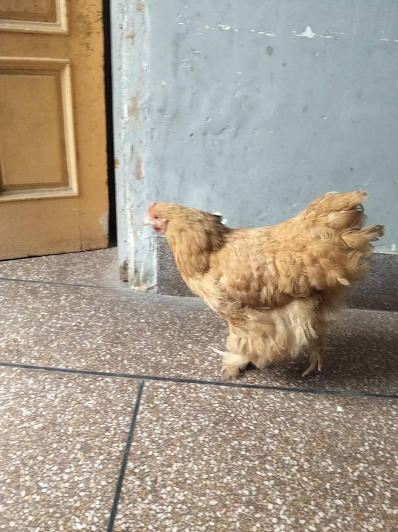 Hen big 0
