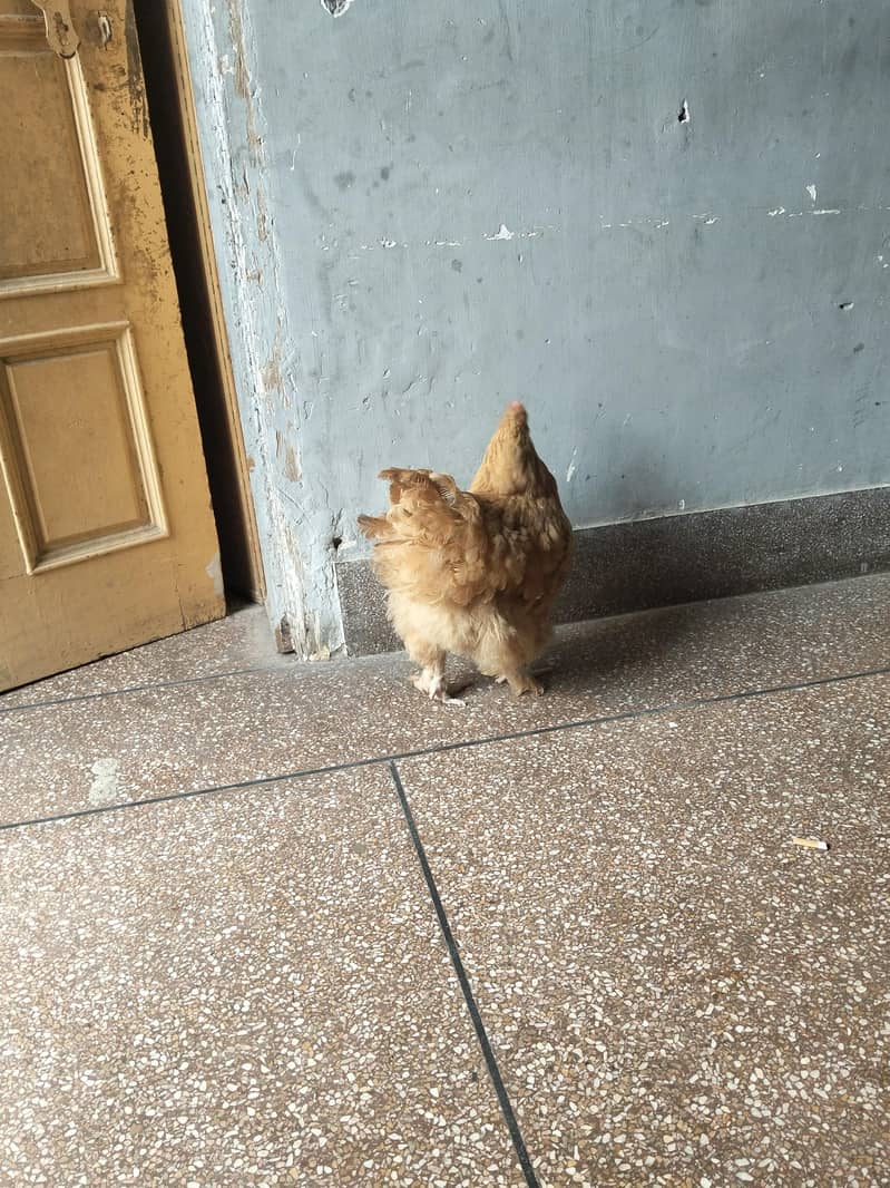 Hen big 2