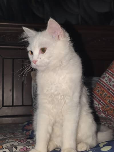 Persian cat female washroom train