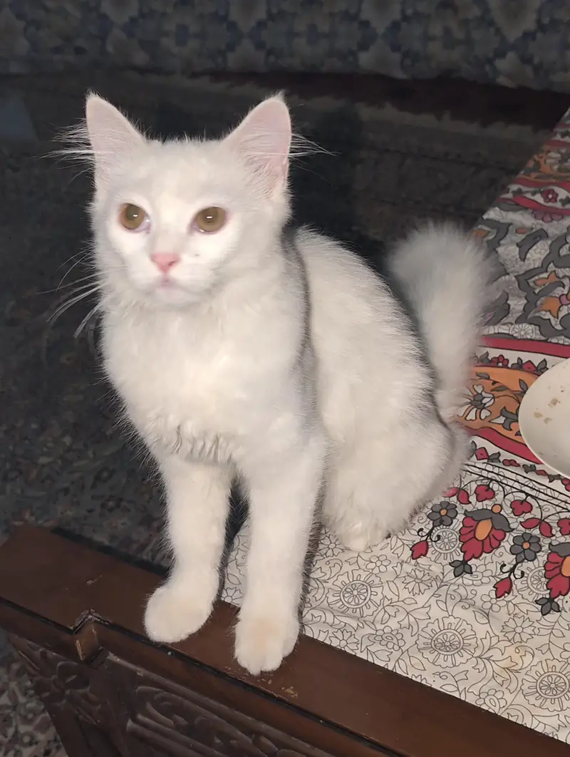 Persian cat female washroom train — photo 2