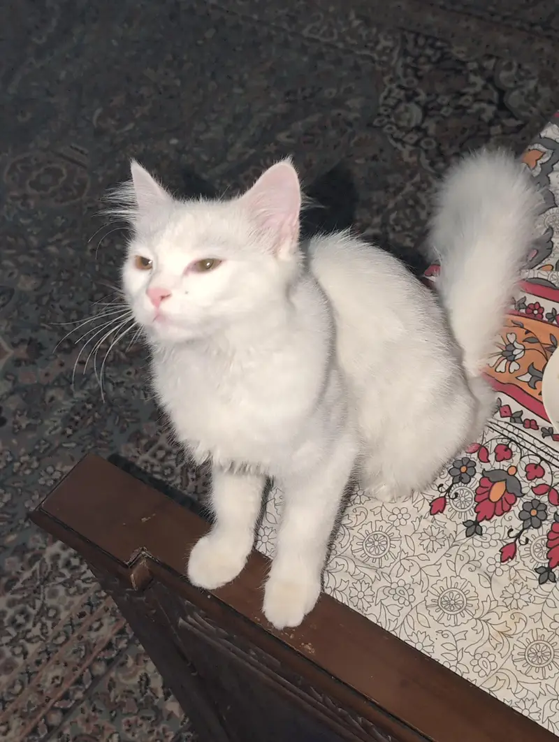 Persian cat female washroom train — photo 3