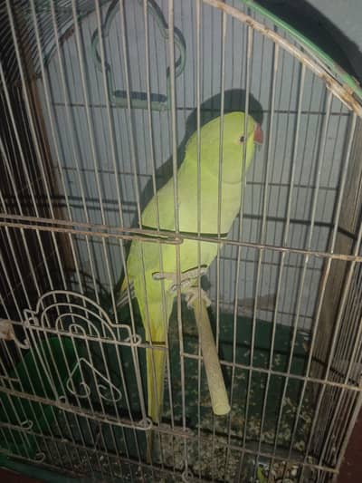 Ringneck with cage
