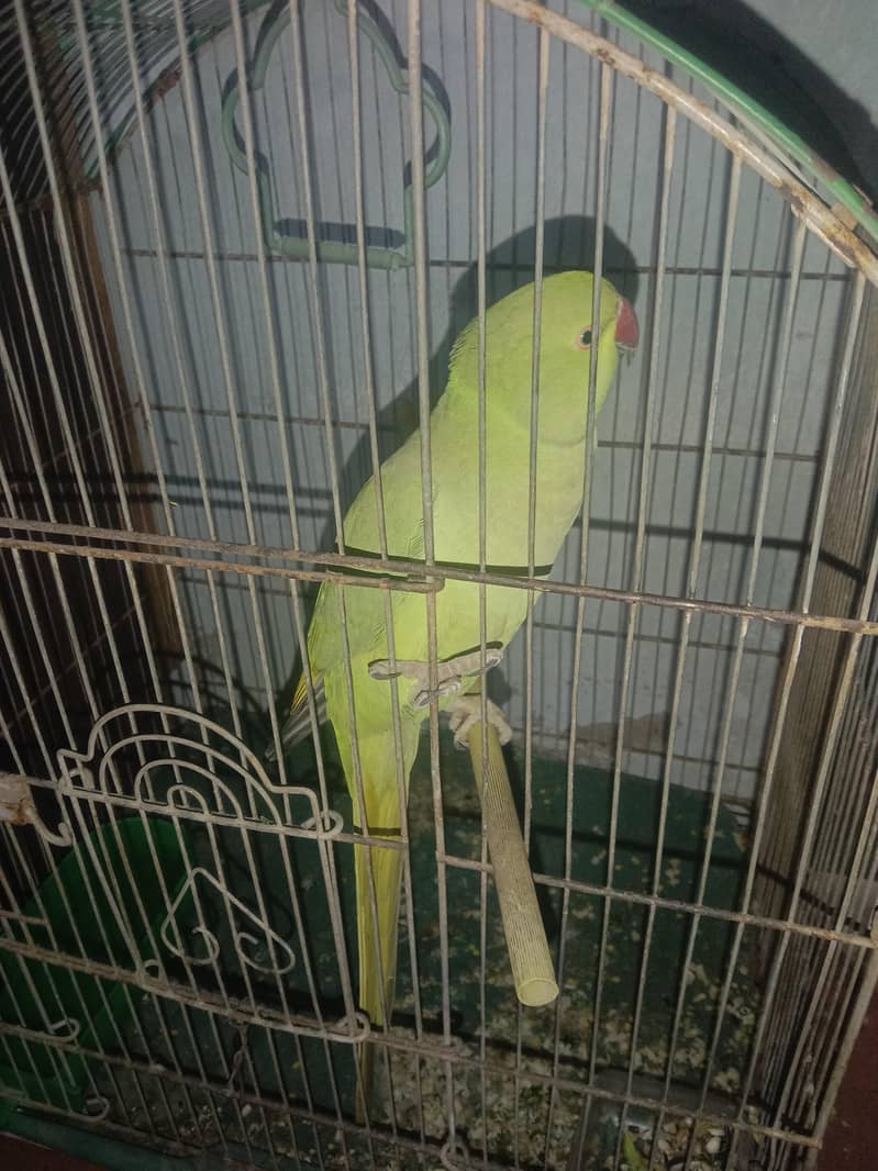 Ringneck with cage 0
