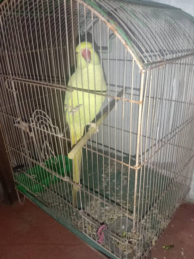 Ringneck with cage 1