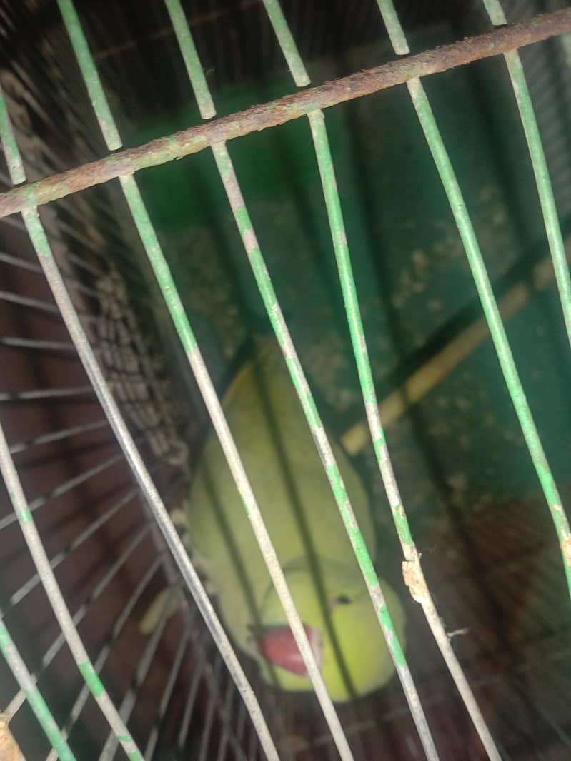 Ringneck with cage 2