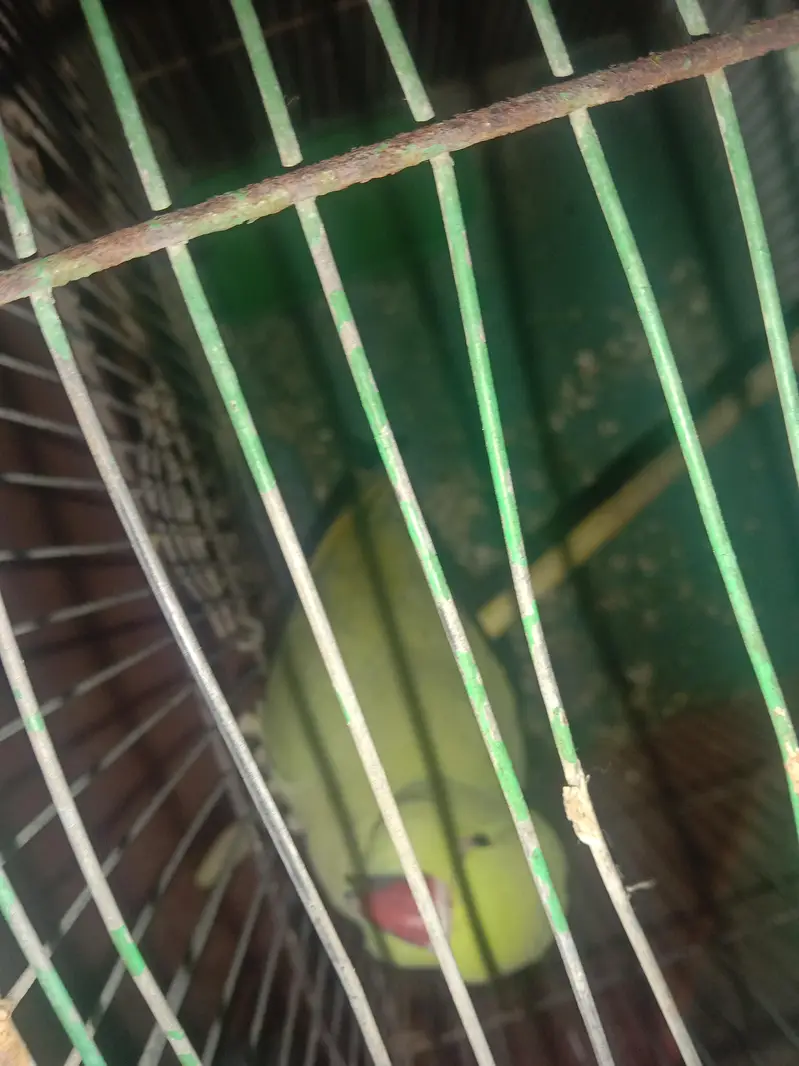 Ringneck with cage — photo 3