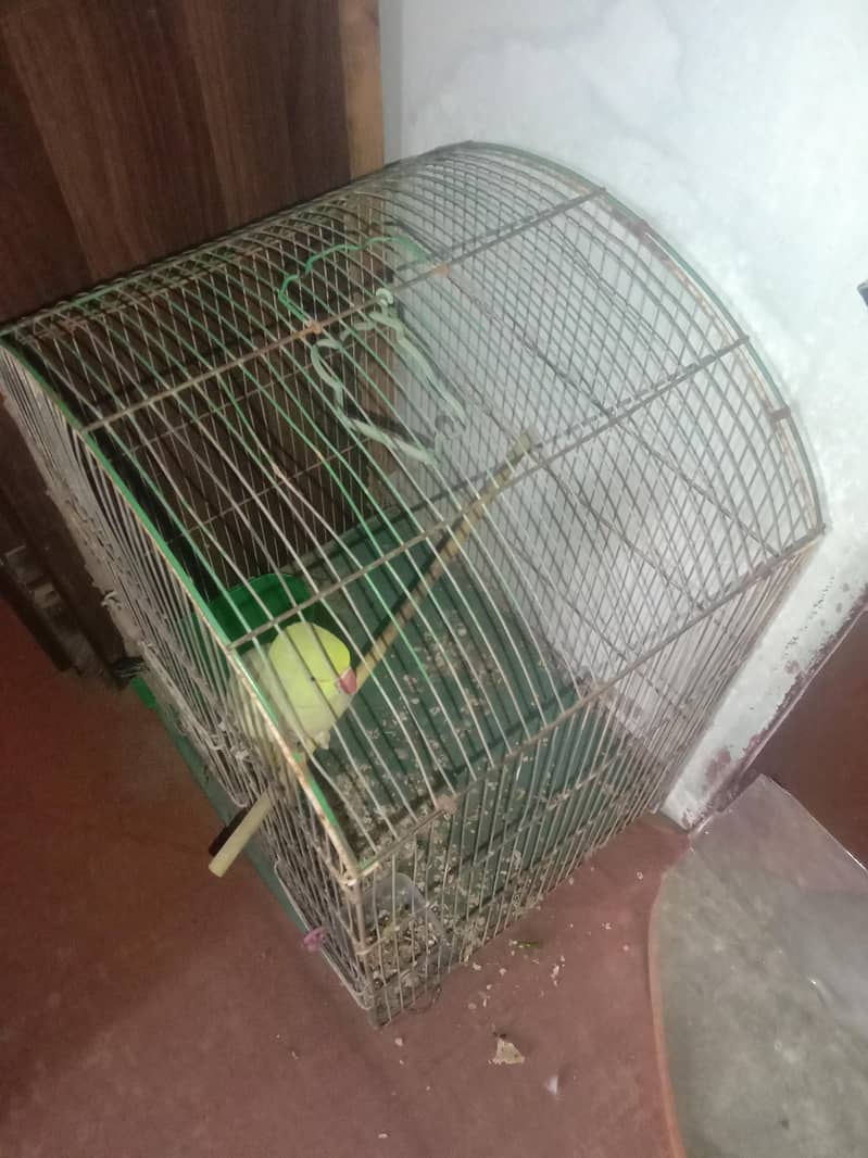 Ringneck with cage 3