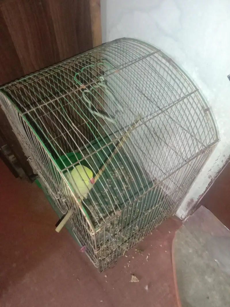 Ringneck with cage — photo 4