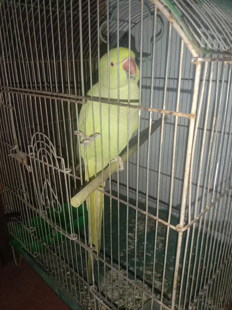 Ringneck with cage — photo 5