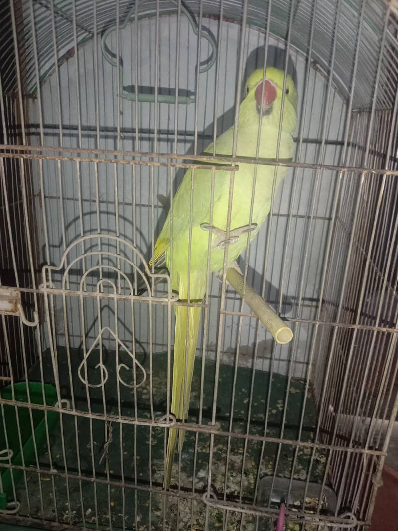 Ringneck with cage 5