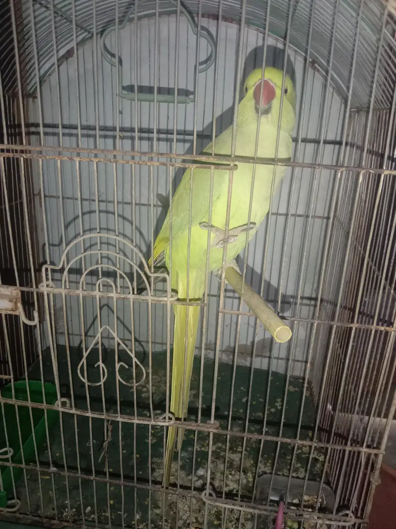 Ringneck with cage — photo 6