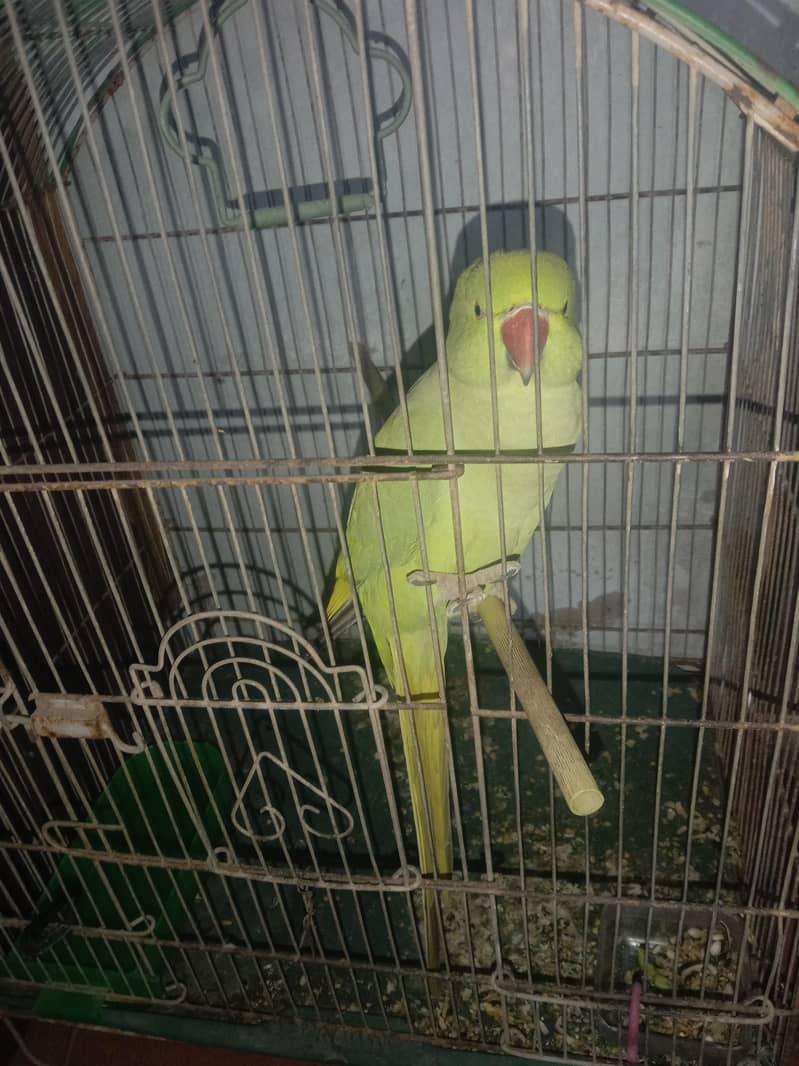 Ringneck with cage 6