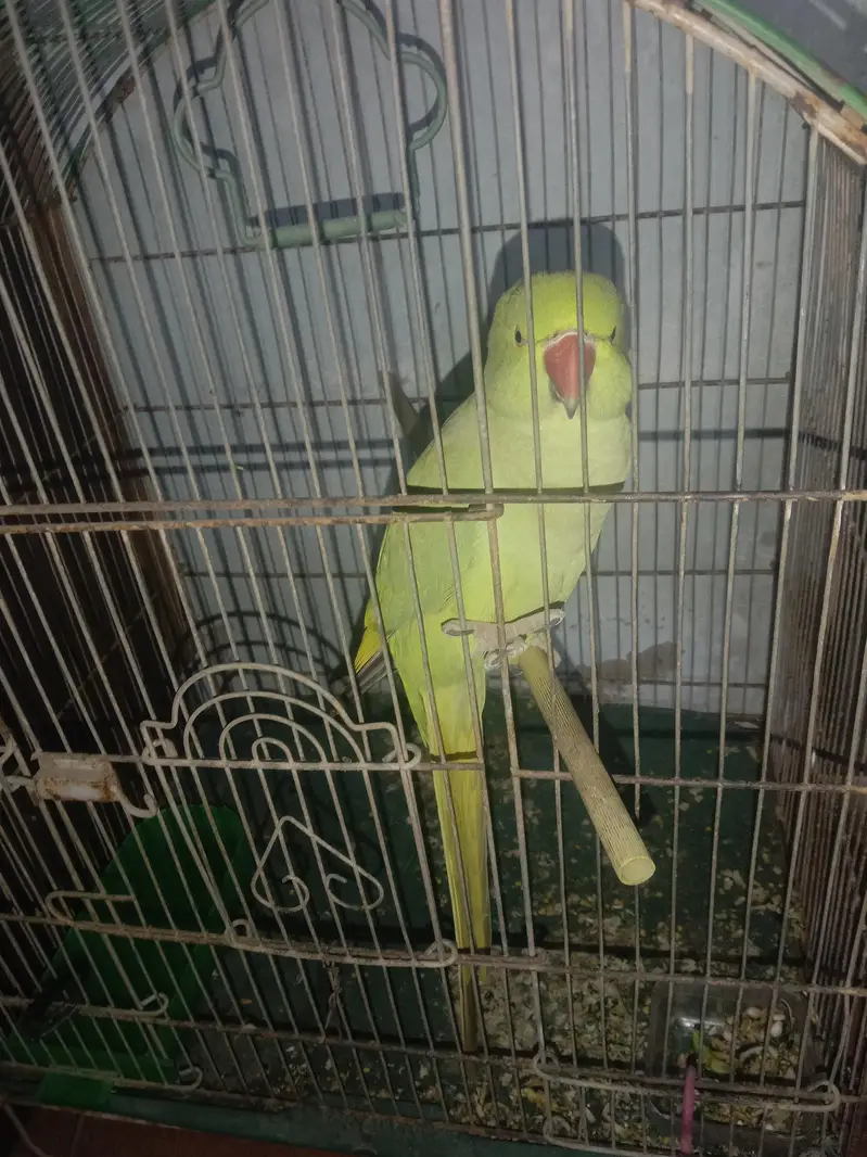 Ringneck with cage — photo 7