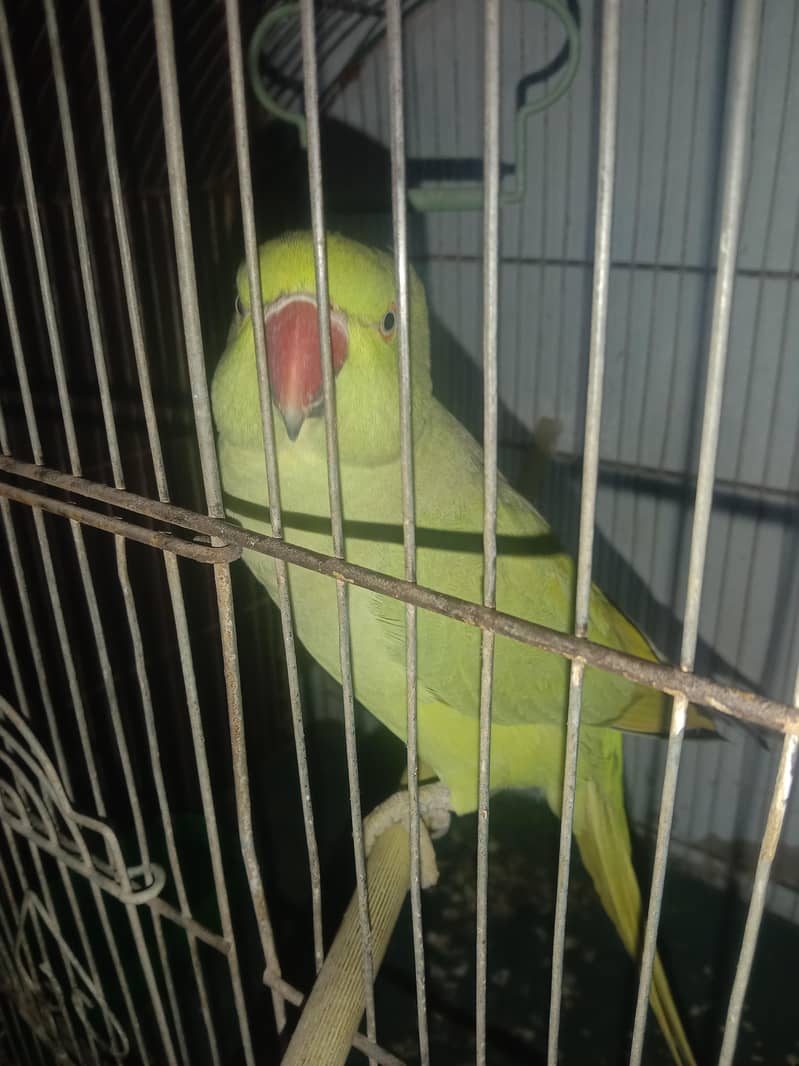 Ringneck with cage 7