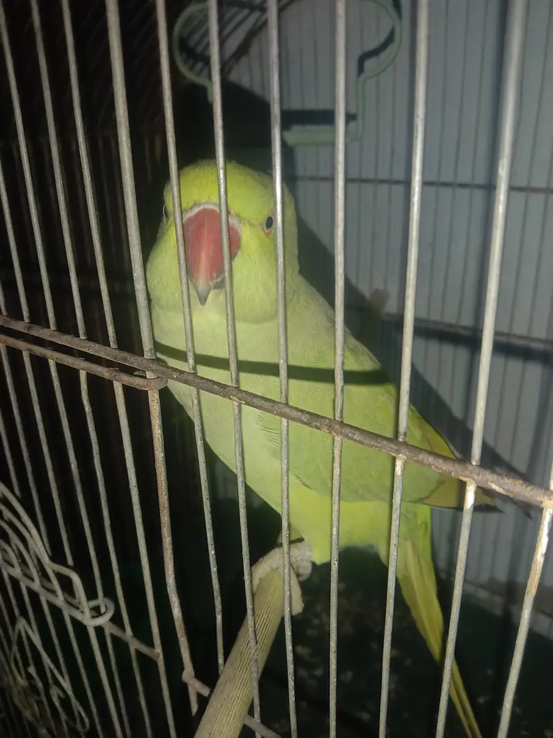 Ringneck with cage — photo 8