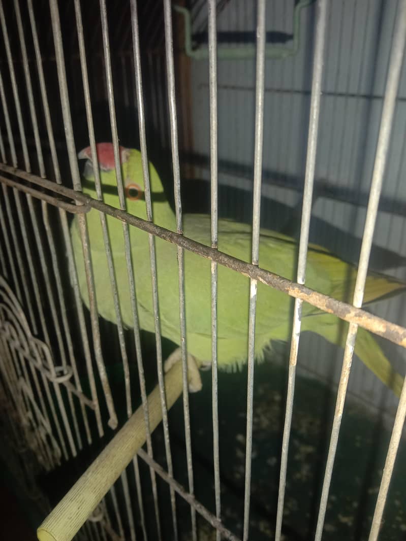 Ringneck with cage 8