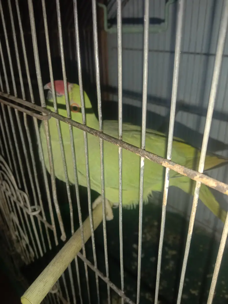 Ringneck with cage — photo 9