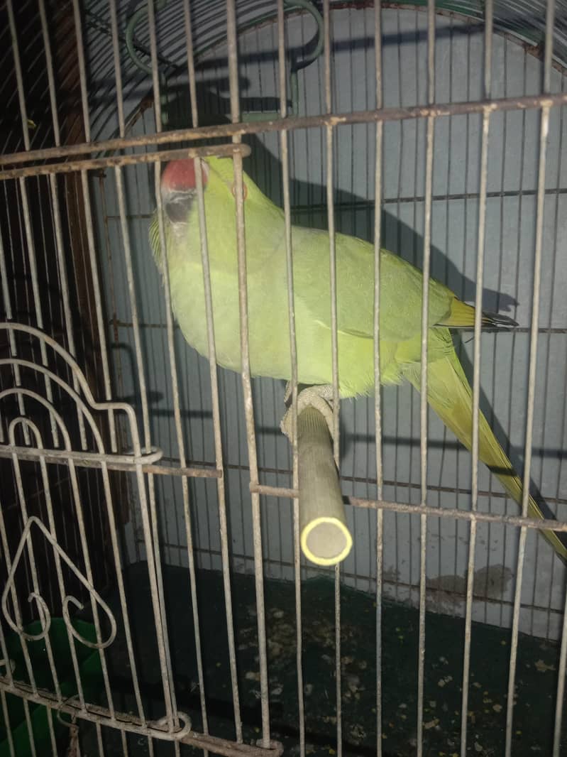 Ringneck with cage 9