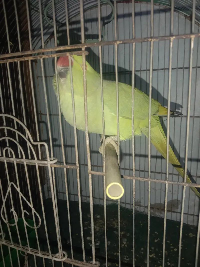 Ringneck with cage — photo 10