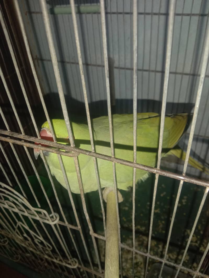 Ringneck with cage 10